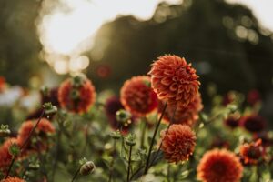 Garten Gutscheine: blühende Blumen im Garten, Pflanzen und Werkzeug günstiger kaufen