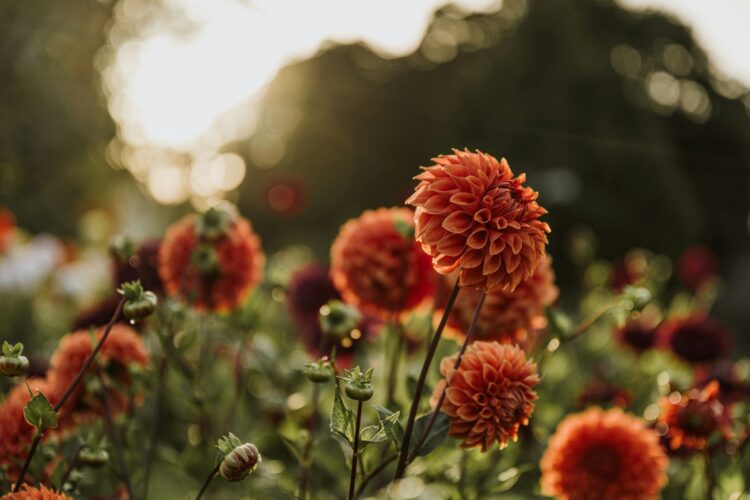 Garten Gutscheine: blühende Blumen im Garten, Pflanzen und Werkzeug günstiger kaufen